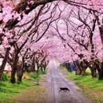 Pesona Sakura Wonderland di Kebun Raya Cibodas