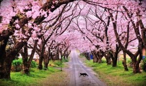 Pesona Sakura Wonderland di Kebun Raya Cibodas