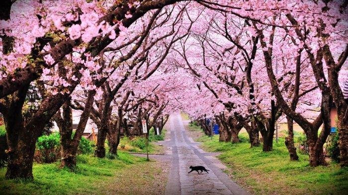 Pesona Sakura Wonderland di Kebun Raya Cibodas